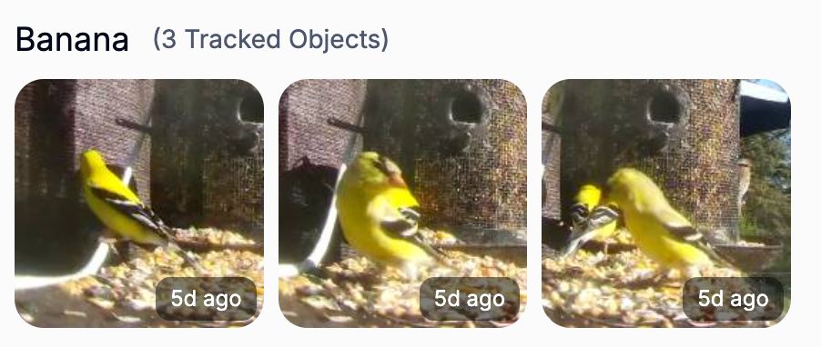 3 pictures of goldfinches labeled as bananas...
