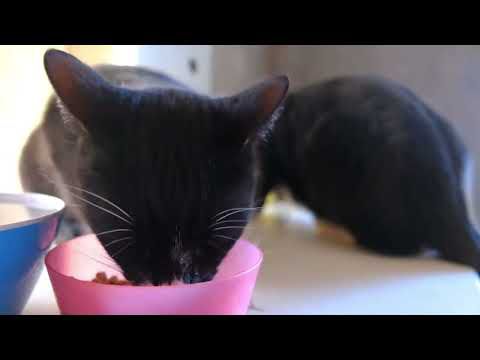 A Day in the Life of a Cat – What They Really Do When You’re Not Home