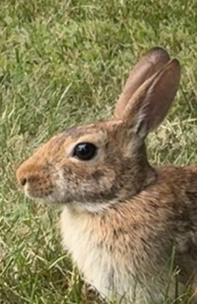 Pretty little Bunny face