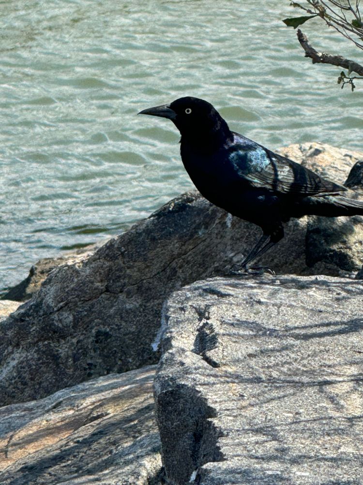 Black Bird at Massey’s Landing Delaware October 2024