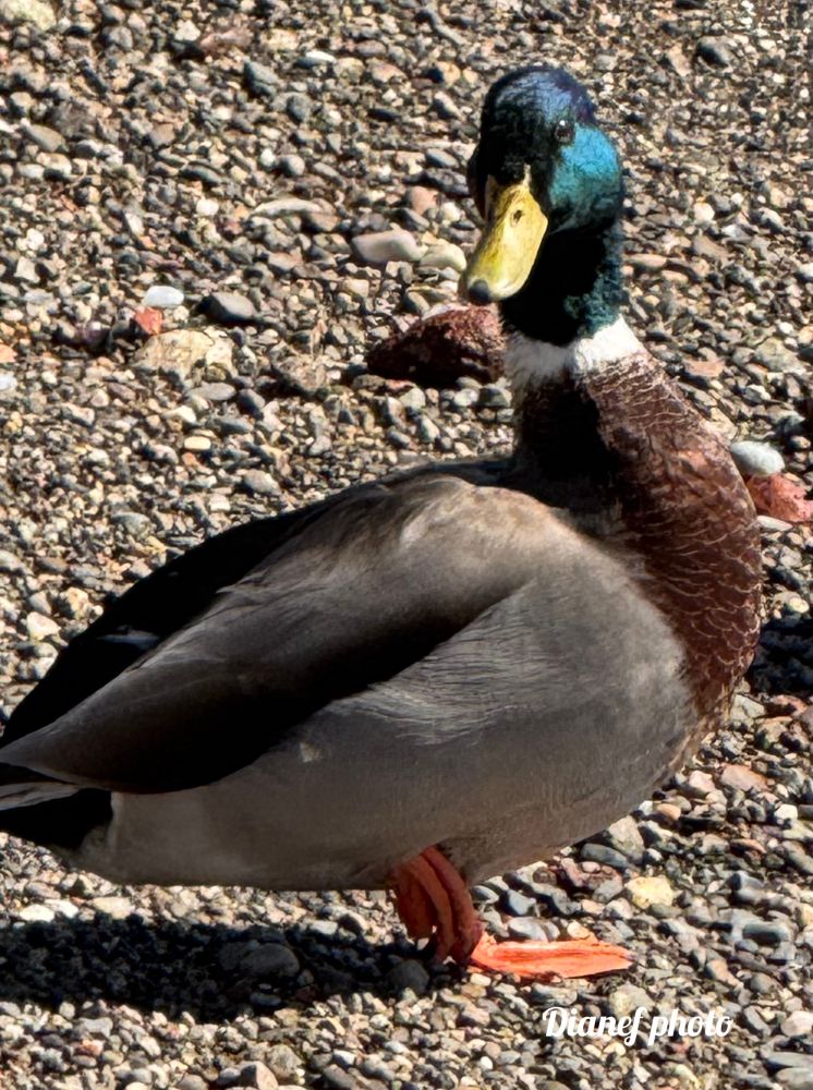 Male Mallard looking my way