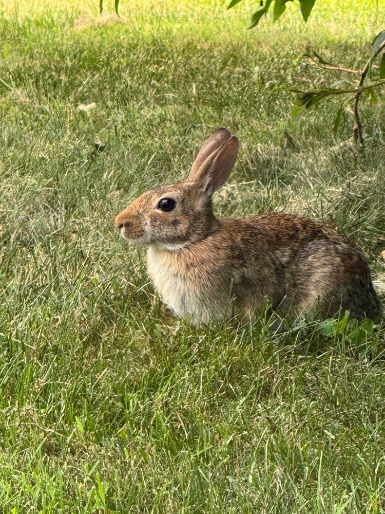 Bunny relaxing under the Forsythia bush 