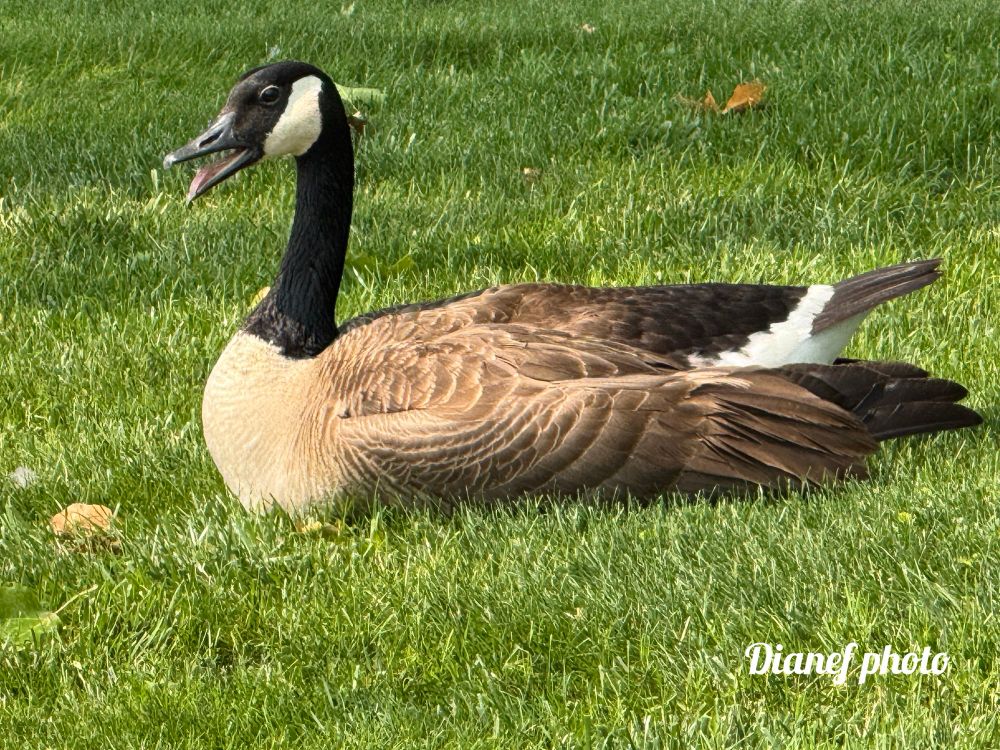 Canada Goose resting in the grass on a warm Summer Day 
