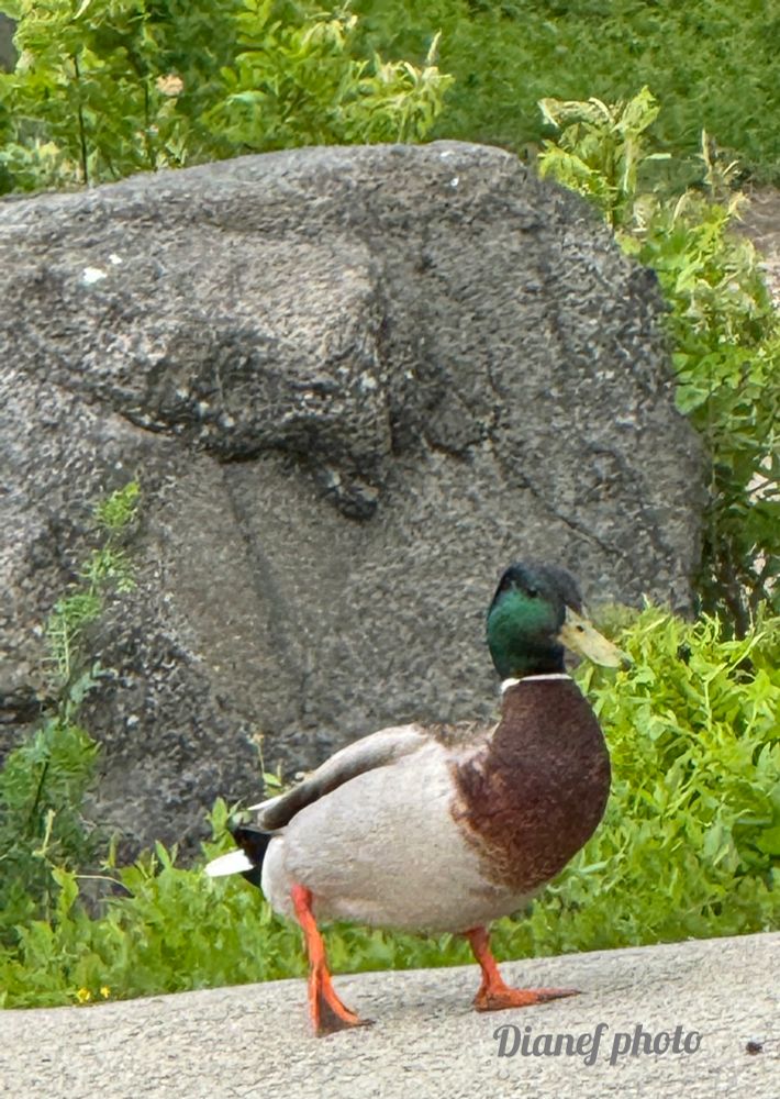Mallard out for a walk 