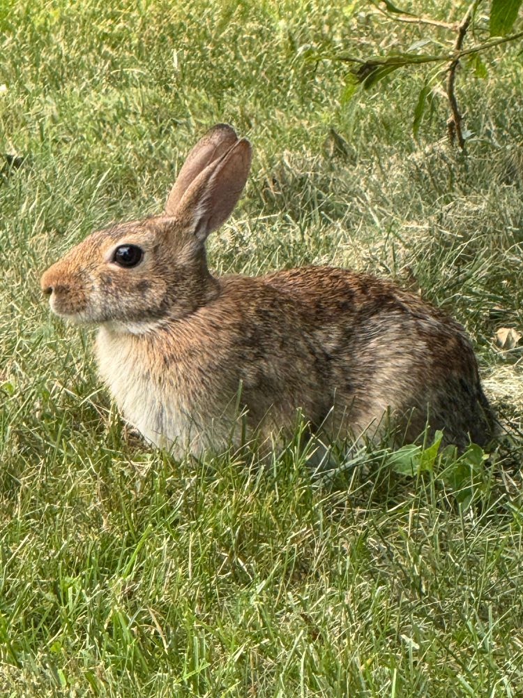 Bunny not bothered that utilized a photo op out of the car window
