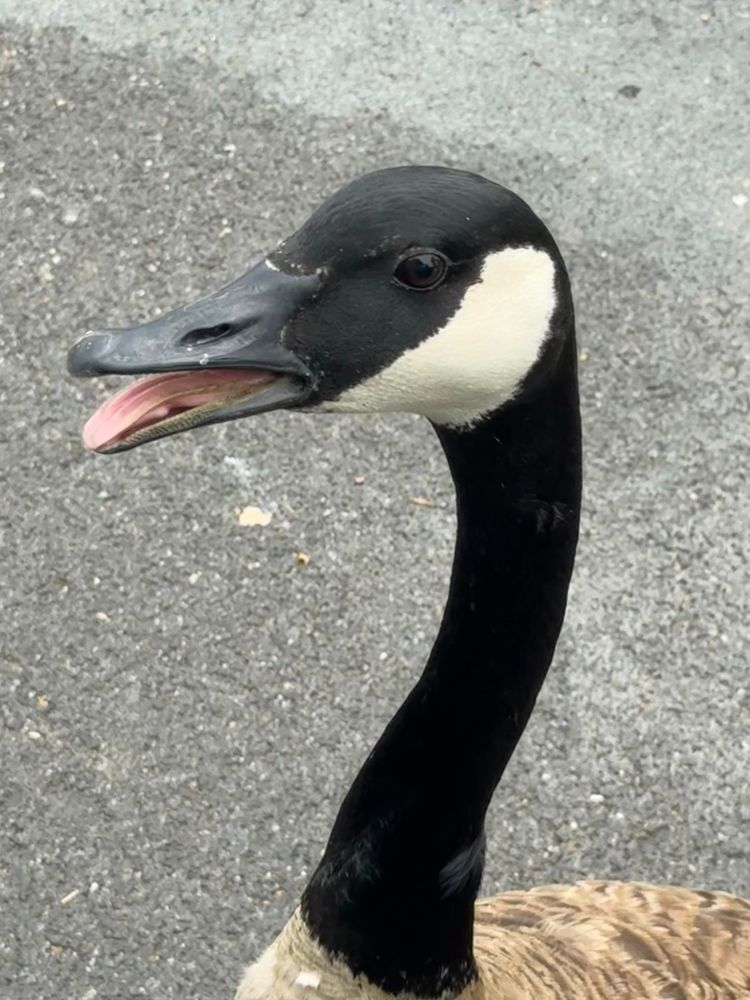 Canada Goose came up by my car on a warm day with tongue out 