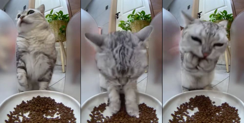 cat looking around for people and then stuffing its face with food using their hands