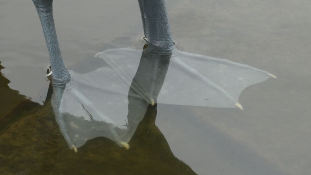 Close up of Pelican feet under water