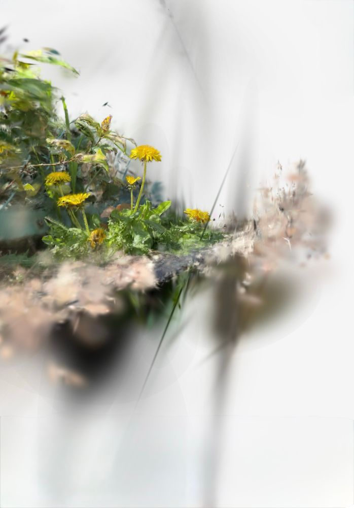dandelion plant and digital ephemera generated via gaussian splatting. 