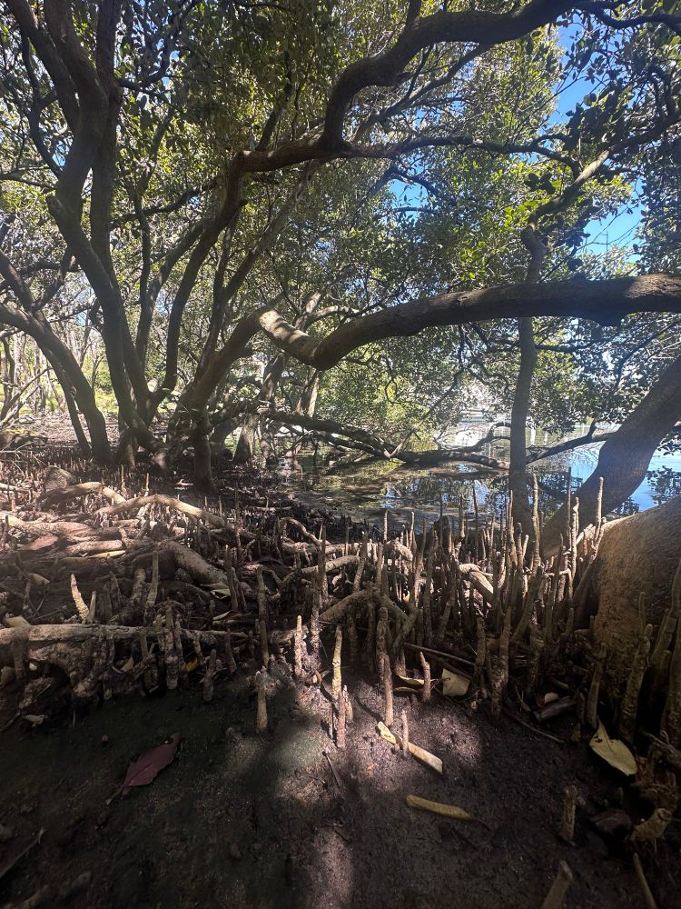 Mangrove estuary photograph taken from low angle 