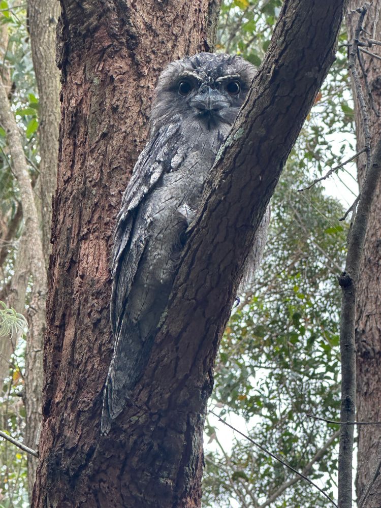 Tawny frogmouth in alert mode