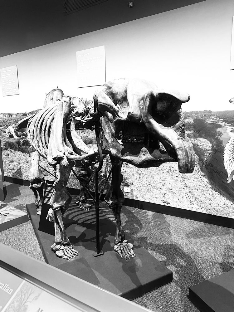 Diprotodon skeleton in Adelaide Museum.