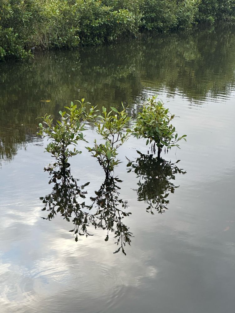 3 young mangroves reflecting in their surrounding water.