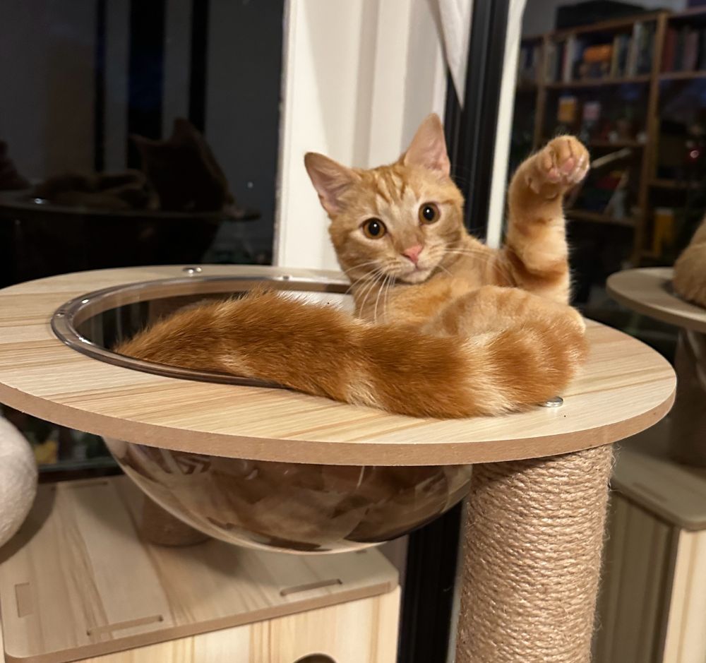 Ginger cat, paw raised, fluffy tail, in the bowl of a cat tower