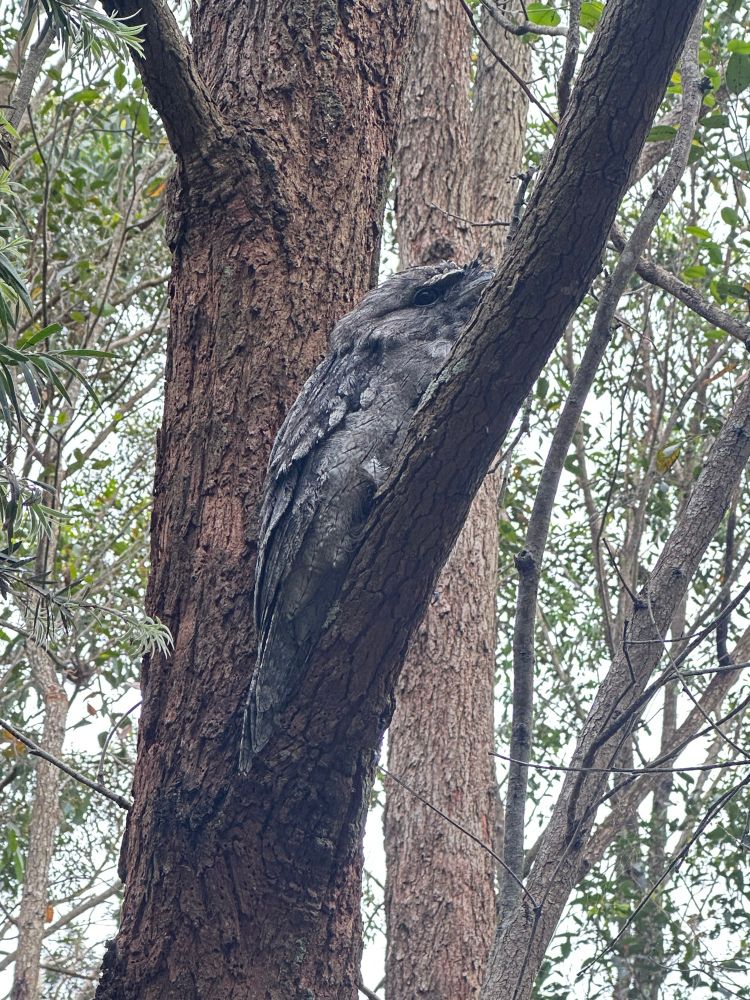 Tawny frogmouth in stealth mode