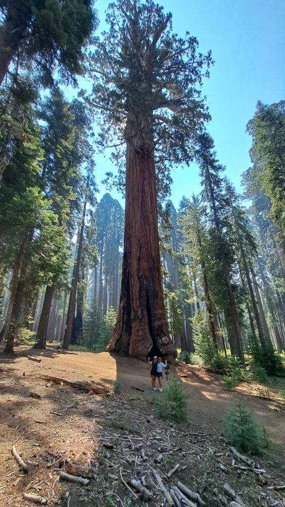 Giant Sequioa tree