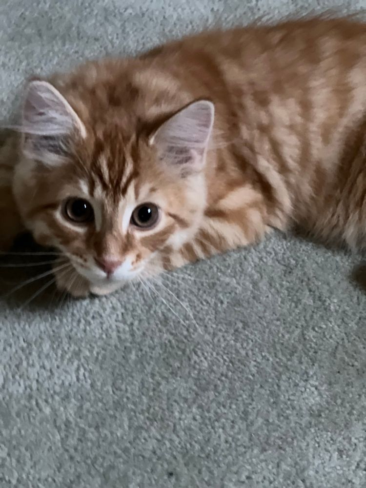 Longhair orange tabby kitten laying down