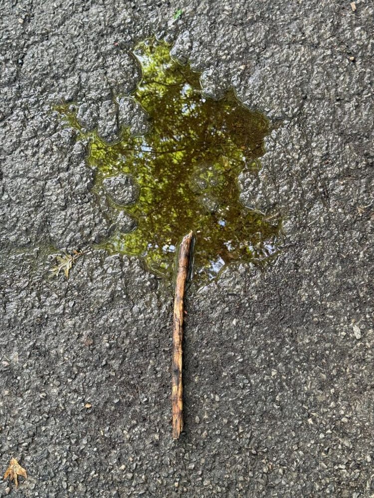 A rain puddle in which is reflected the leaves of a tree, with a stick partly intersecting it, so that the combination of the two looks like a tree.