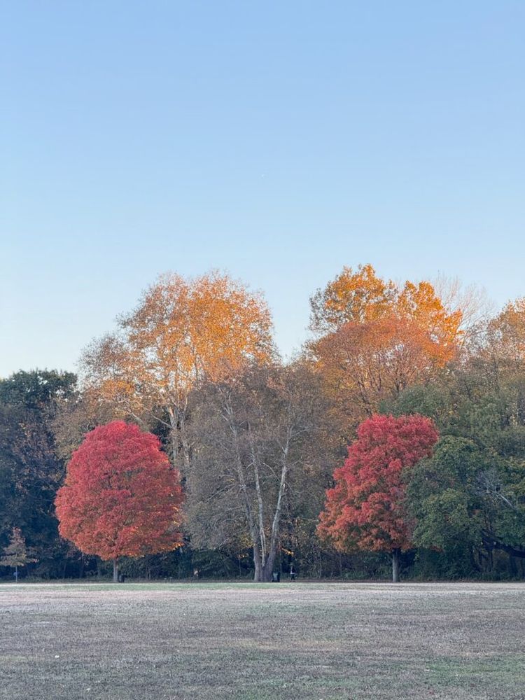 Red maples and red oaks at the height of their autmnal color