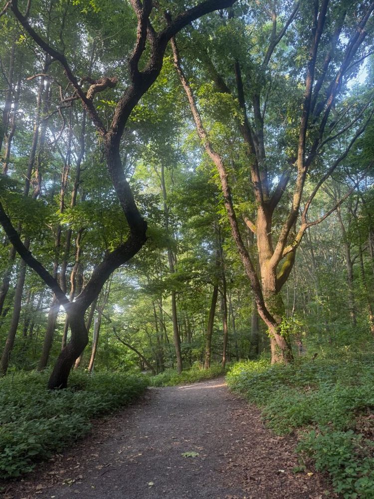 Two trees lean over the Cross Country trail in Van Cortlandt Park
