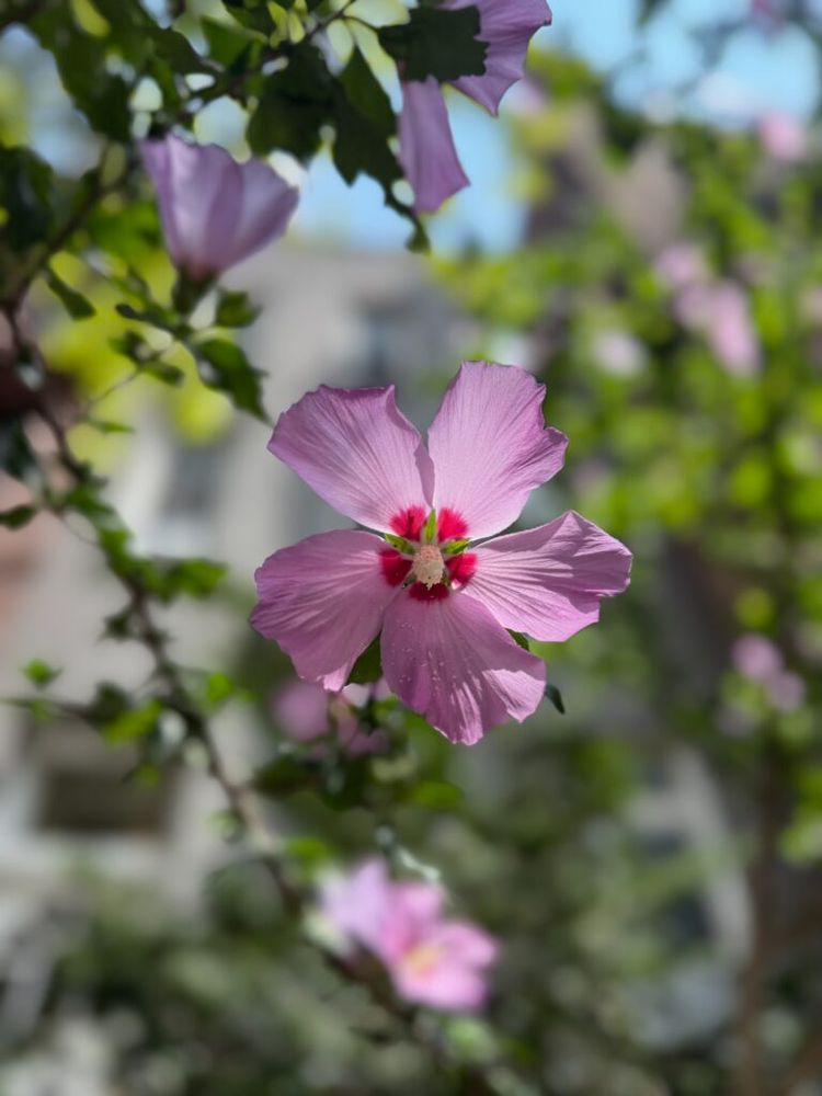 Pinkish purple Rose of Sharon