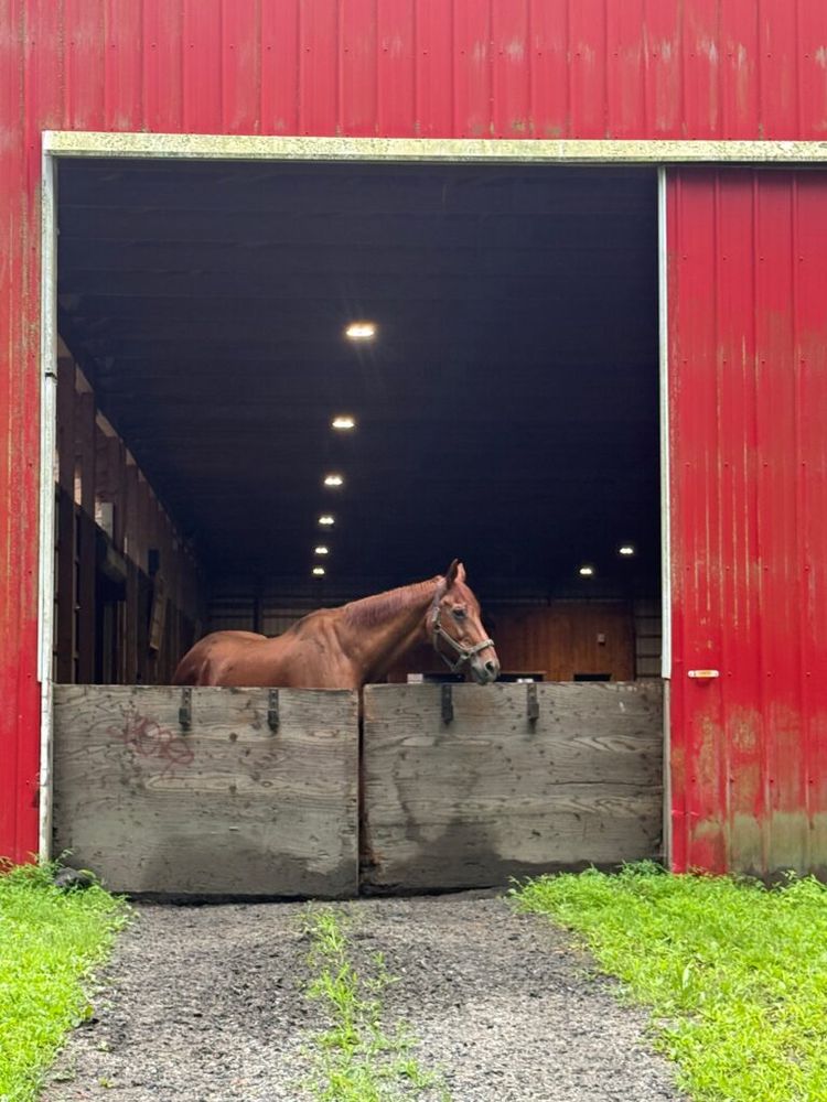 A horse looking out of a barn in Van Cortlandt Park