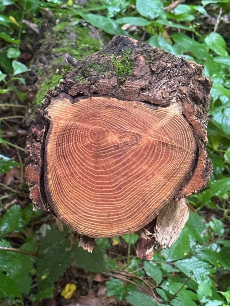 Rings in the trunk of a young felled tree in Van Cortlandt Park