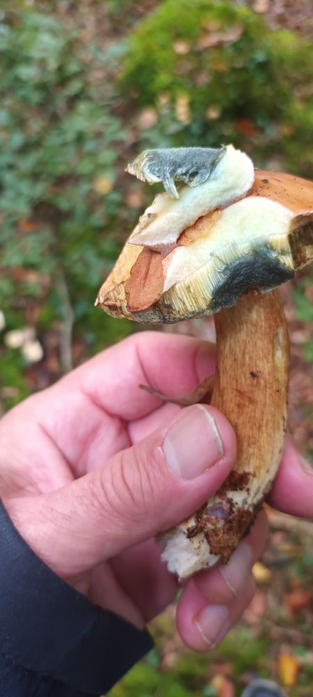 Bay bolete pic