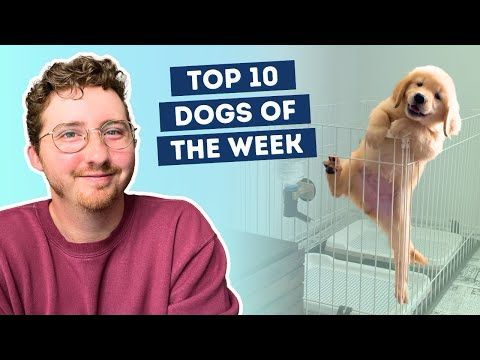 Puppy Attempts Daring Escape