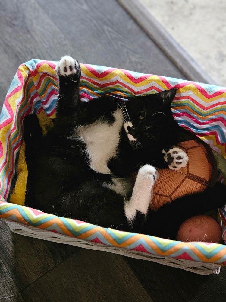 Tuxedo cat laying in a box showing off her toe beans