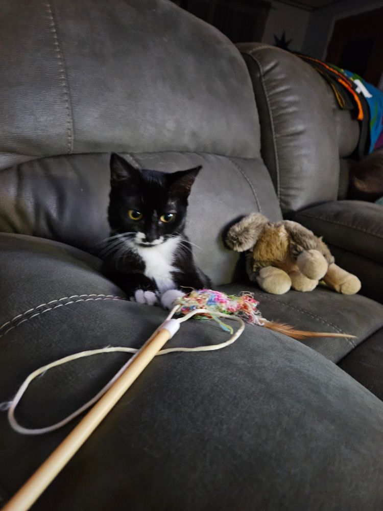 Cat sitting on a couch surrounded by toys. 