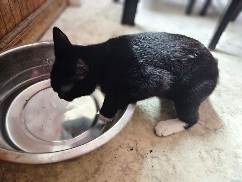 Black cat drinking water with white mittens dipped in the water