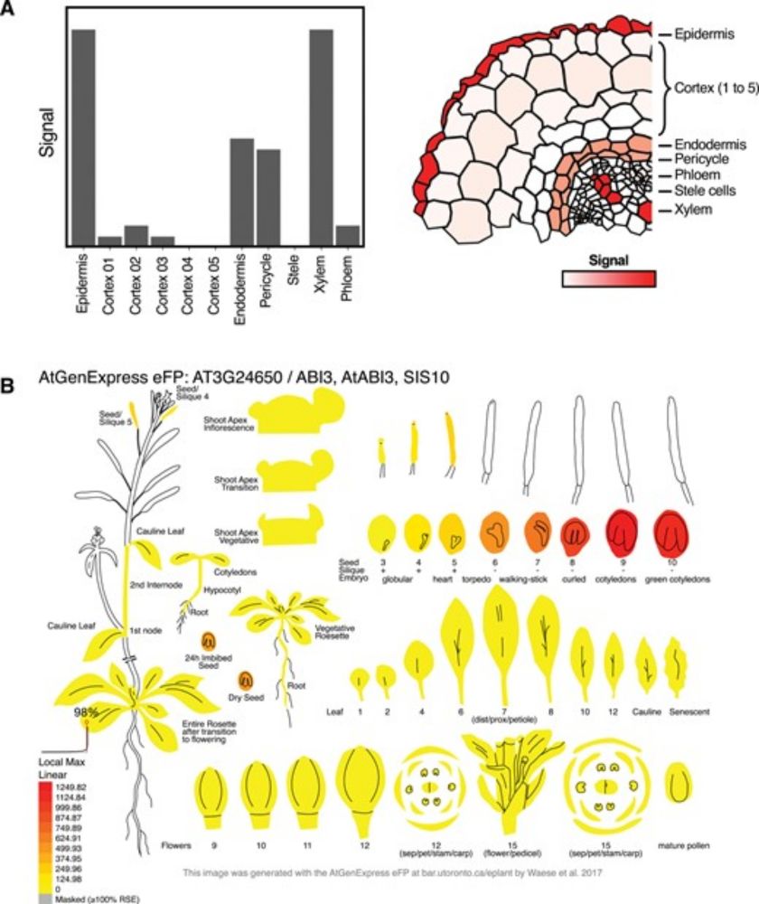 ggPlantmap: an open-source R package for the creation of informative and quantitative ggplot maps derived from plant images