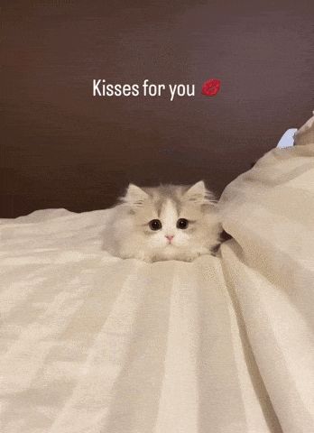 a small kitten laying on a bed with the words kisses for you written above it