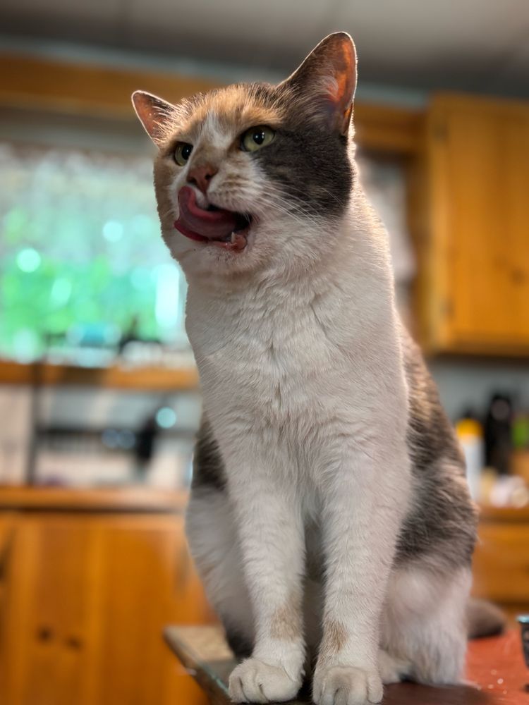 A calico cat sitting on a table. She is licking her lips