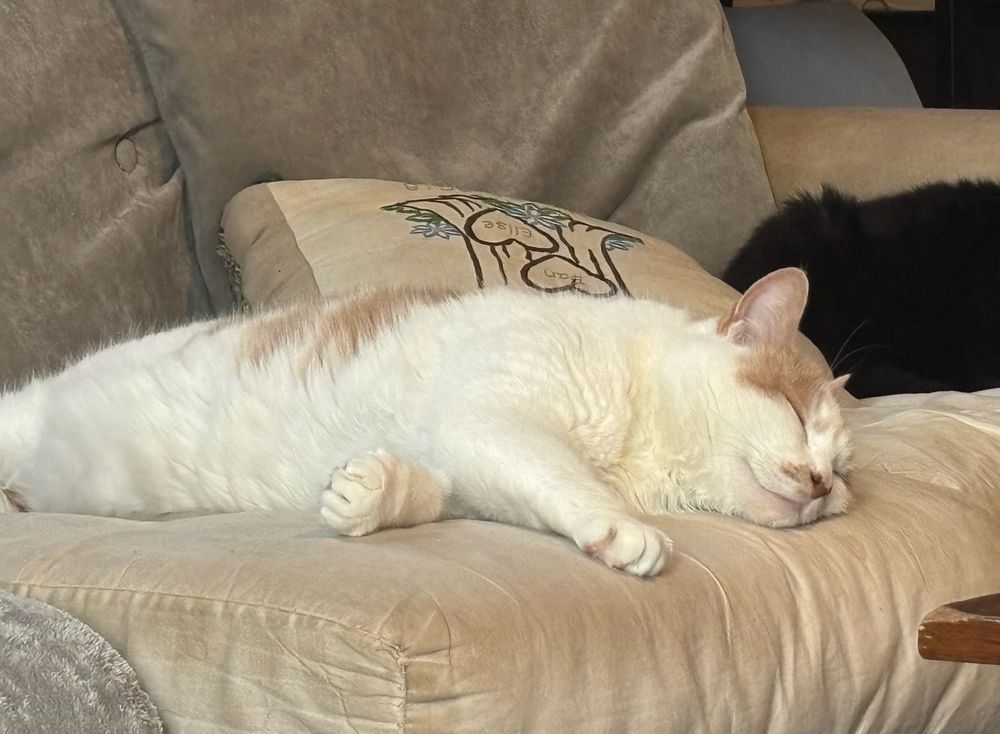 White cat with tan details on the ears, top of the head, and back, lounging on a couch, her cheek pressed against the cushion. You can see a hint of a black cat behind her.