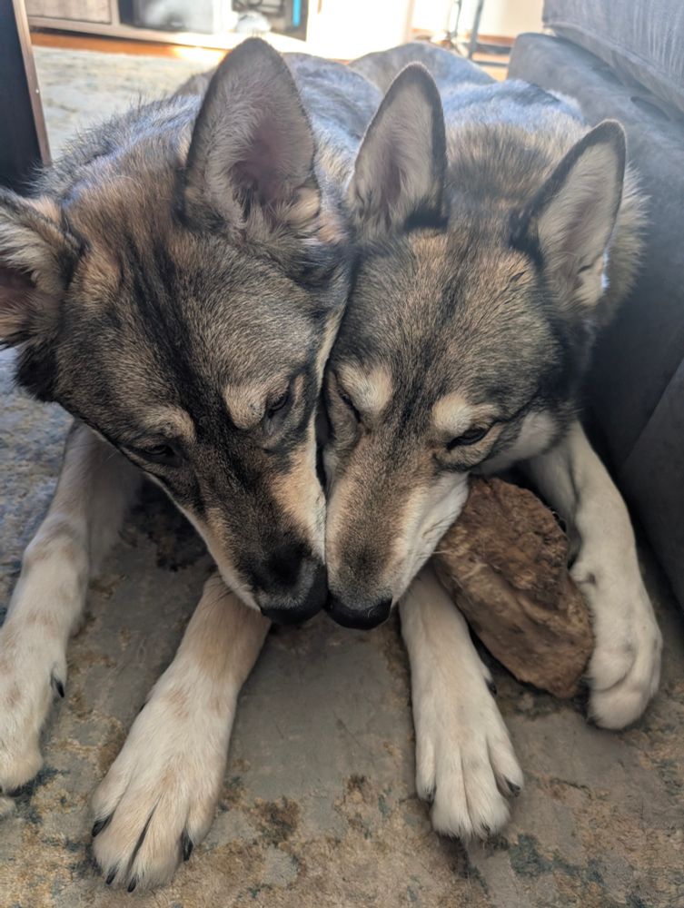 Two wolfdogs nose to nose 