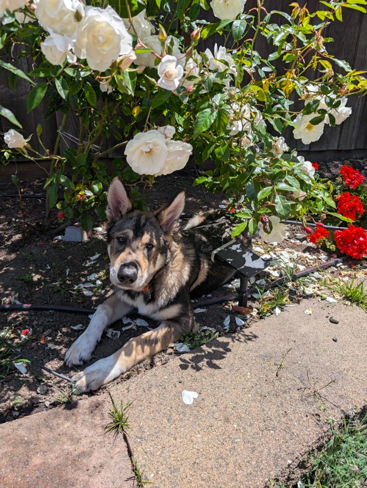 Puppy hiding in rose bush
