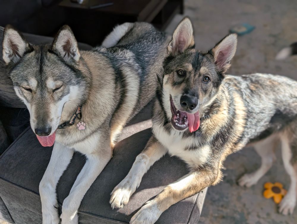 Two cute doggies