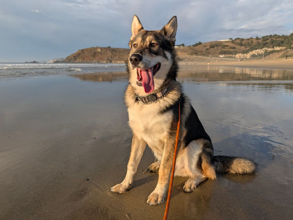 Wolfdog on the beach