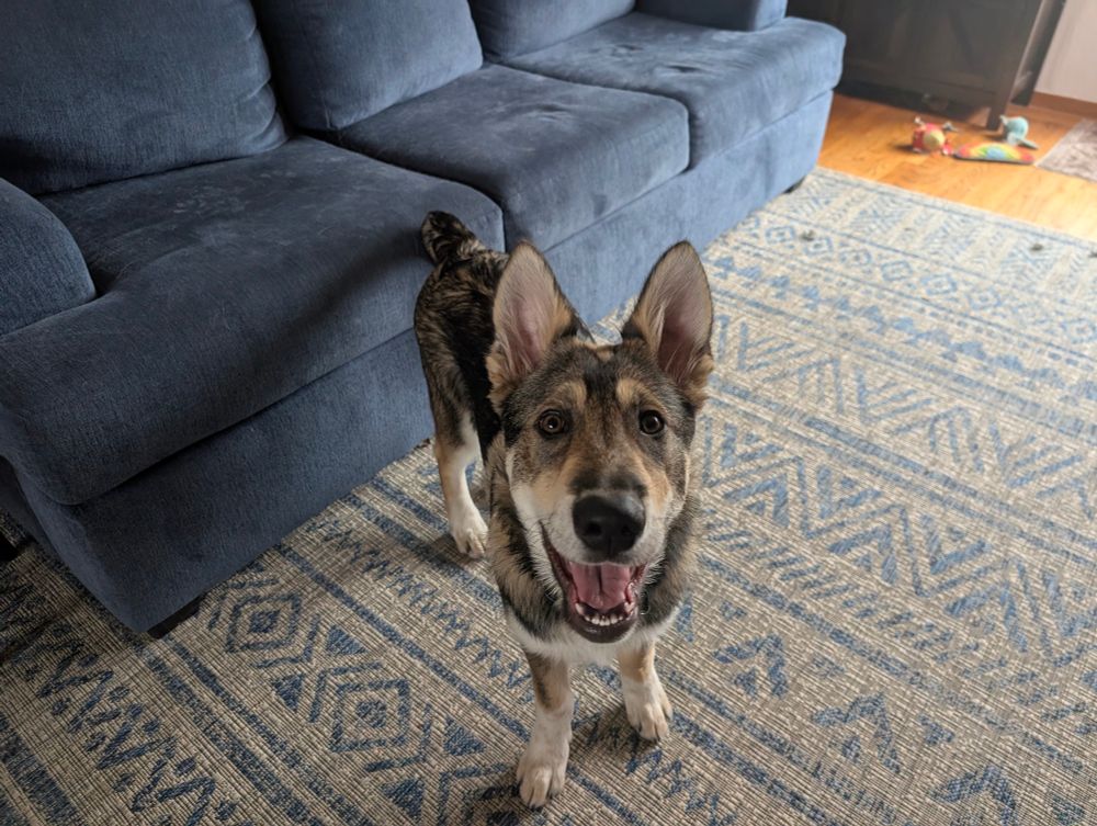 Big innocent puppy