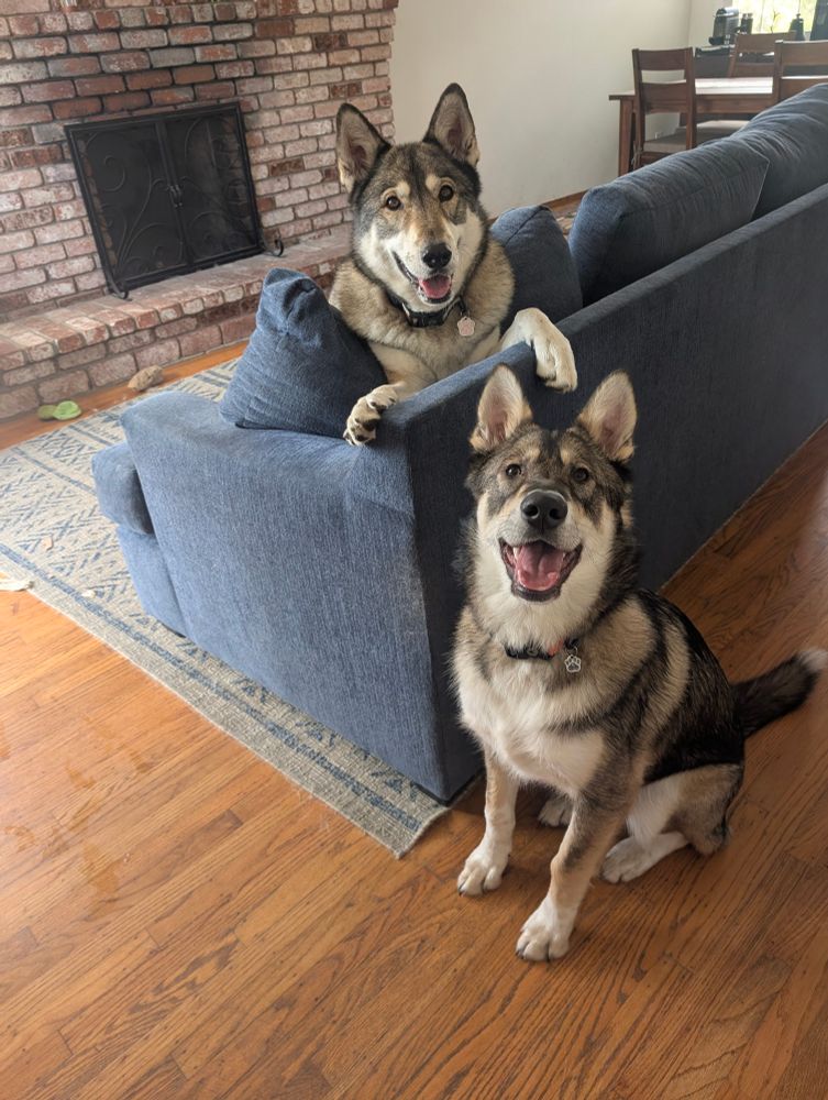 Two wolfdogs 