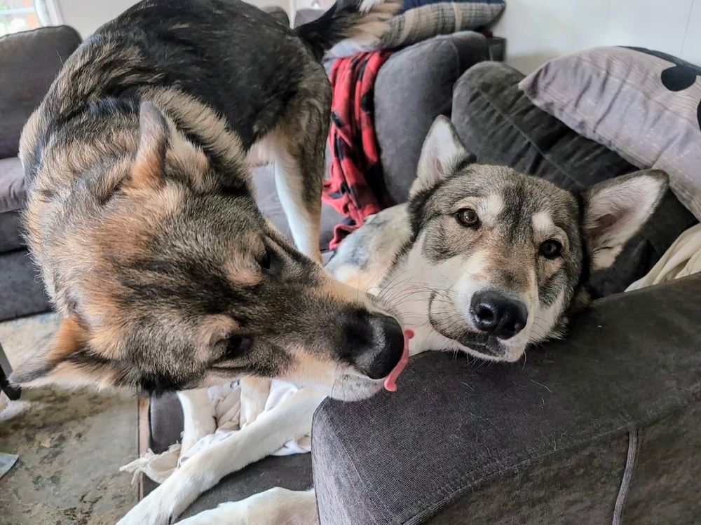 Two wolf dogs, one blep