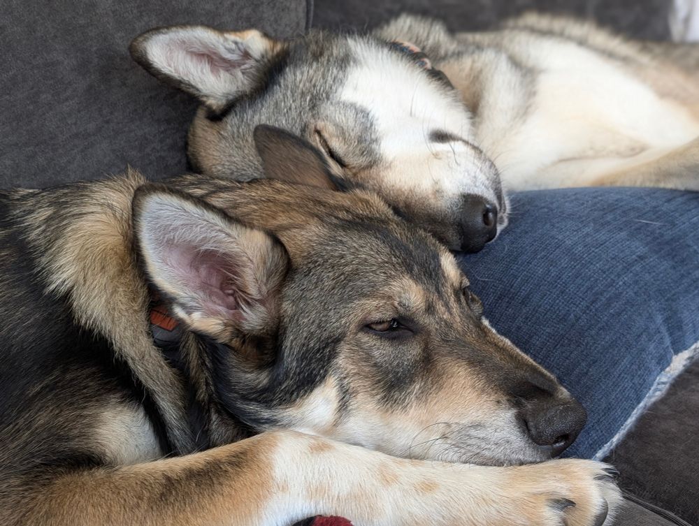 Tamaskan naps