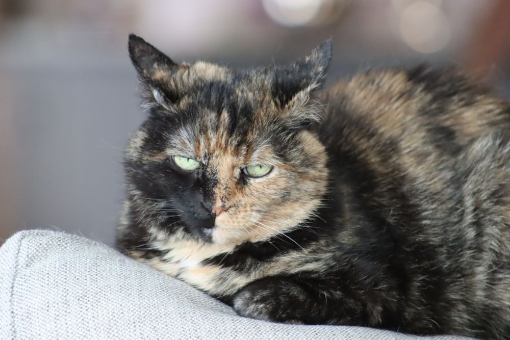 Tortoiseshell cat 