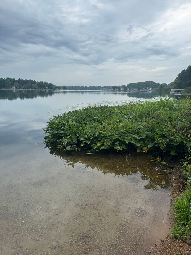 A serene lake with calm, clear water reflecting a cloudy sky. The foreground shows a shallow, pebbly shoreline with submerged sand, while a patch of green aquatic plants is visible on the right. In the distance, a tree-lined shore with scattered houses is reflected on the water's smooth surface.