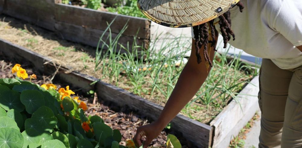 Urban agriculture isn’t as climate-friendly as it seems – but these best practices can transform...