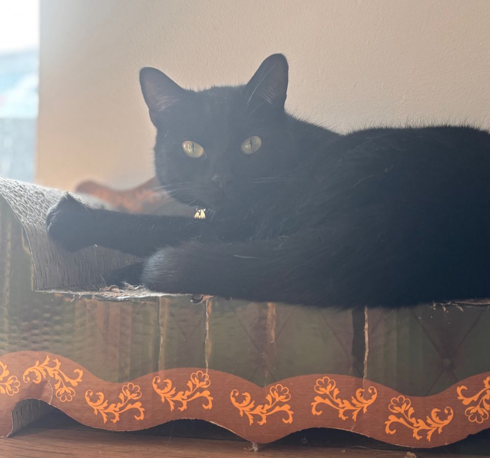 A black cat on a cardboard furniture piece 