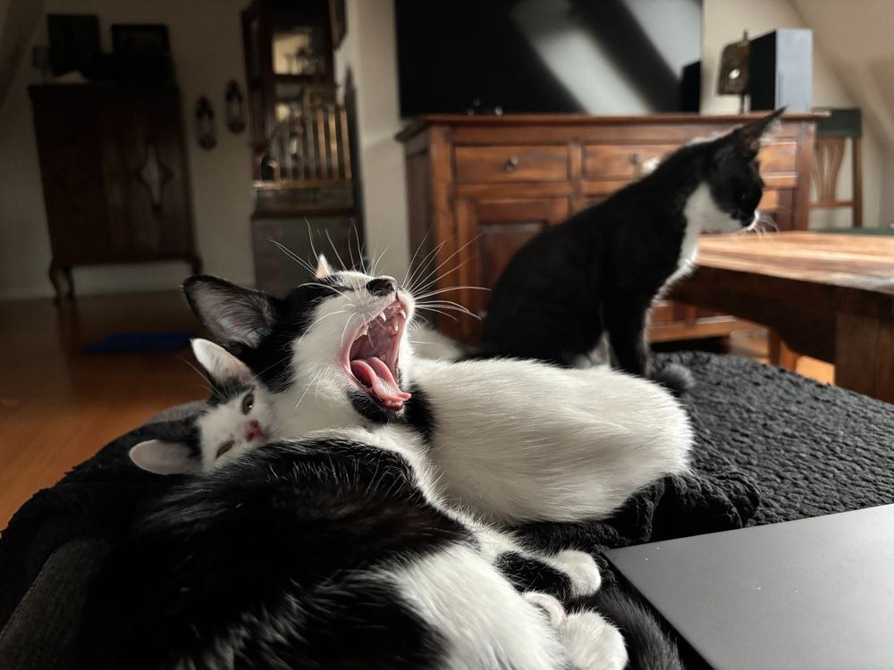 Carl is waking up after a nap in the cuddle.