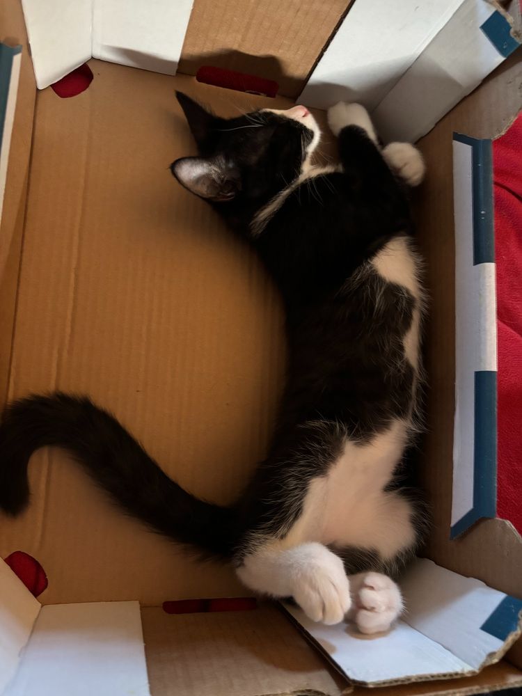 Kitten Bellini was making cardboard box music when he fell asleep instead. 